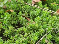 Sedum album