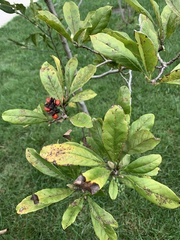 Ilex