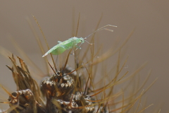 Malacocoris chlorizans