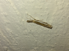Crambus sperryellus