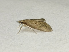 Odontiinae