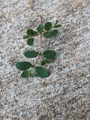 Euphorbia prostrata