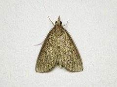 Odontiinae