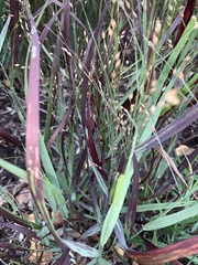 Poaceae