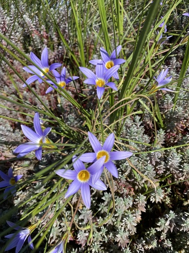 Romulea tabularis