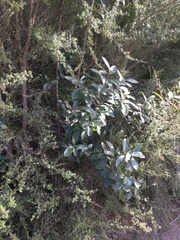 Pittosporum colensoi