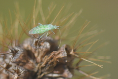 Malacocoris chlorizans