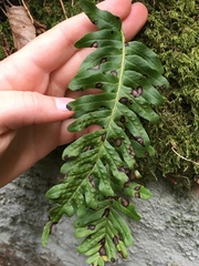 Polypodium