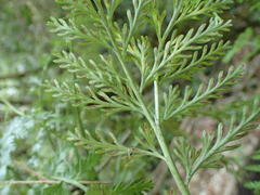 Asplenium rutifolium