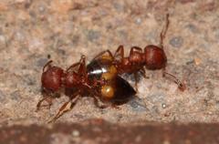 Crematogaster castanea