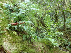 Asplenium rutifolium