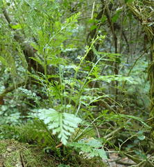 Asplenium rutifolium
