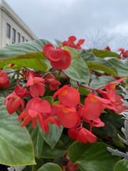 Begonia