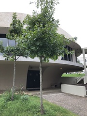 Quercus