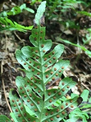 Polypodium