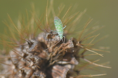 Malacocoris chlorizans