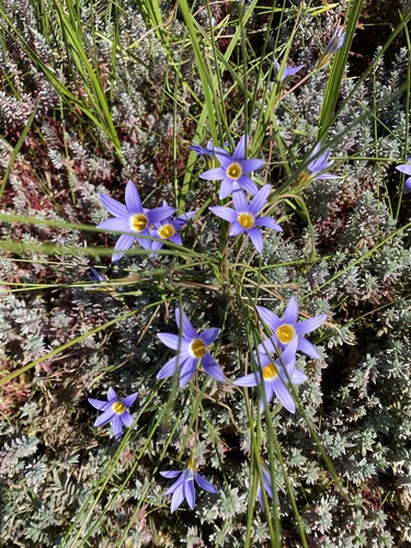 Romulea tabularis
