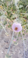 Sphaeralcea ambigua rosacea