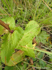 Alepidea cordifolia