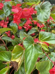 Magnoliopsida