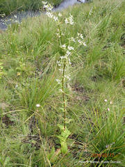 Alepidea cordifolia