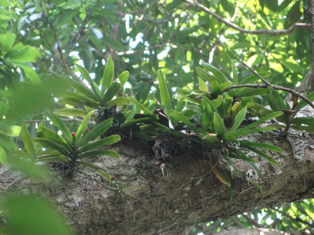 Pomatocalpa undulatum