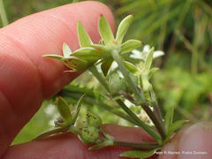 Alepidea cordifolia