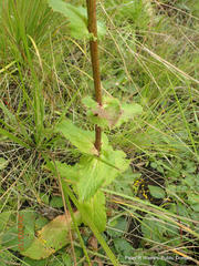 Alepidea cordifolia