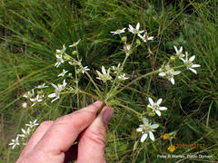 Alepidea cordifolia