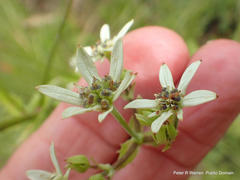Alepidea cordifolia