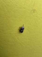 Clastoptera obtusa