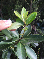 Pittosporum colensoi