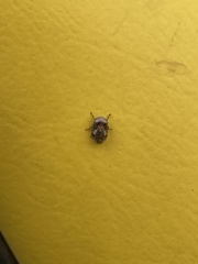 Clastoptera obtusa