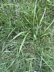 Liliopsida