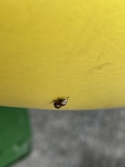 Clastoptera obtusa