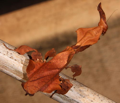 Common Ghost Mantis