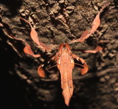 Phyllocrania paradoxa