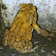 Duttaphrynus melanostictus