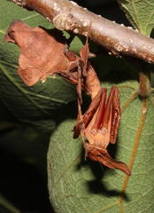 Phyllocrania paradoxa