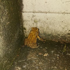 Duttaphrynus melanostictus