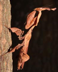 Phyllocrania paradoxa