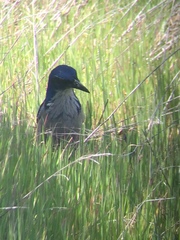 Aphelocoma insularis