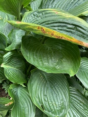 Hosta