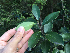 Pittosporum colensoi