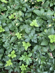 Pachysandra terminalis