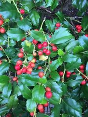 Ilex