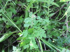 Cysticapnos cracca