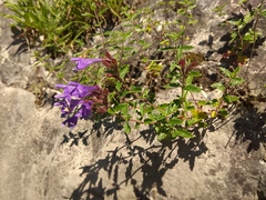 Dracocephalum krylovii