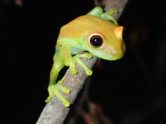 Boana punctata