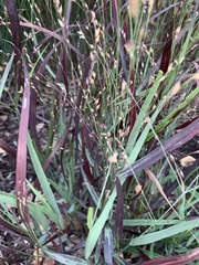 Liliopsida
